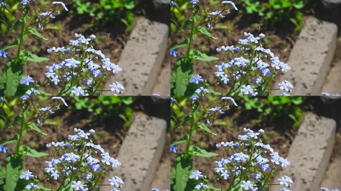 蜜蜂在蓝色的myosotis花附近飞翔