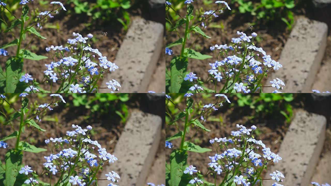 蜜蜂在蓝色的myosotis花附近飞翔