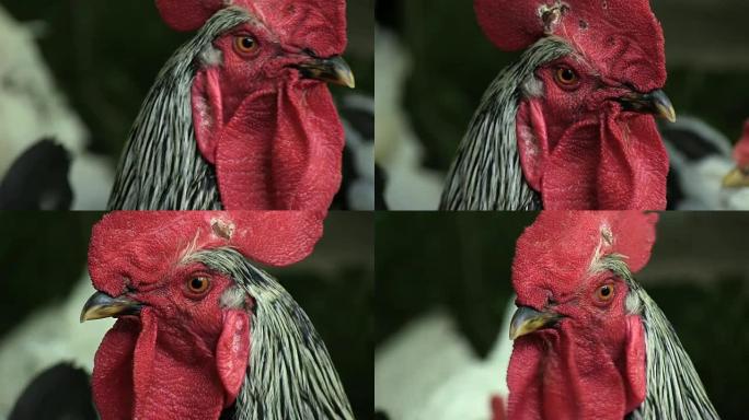 肖像公鸡在农场是黑白的他看着相机特写启用音轨
