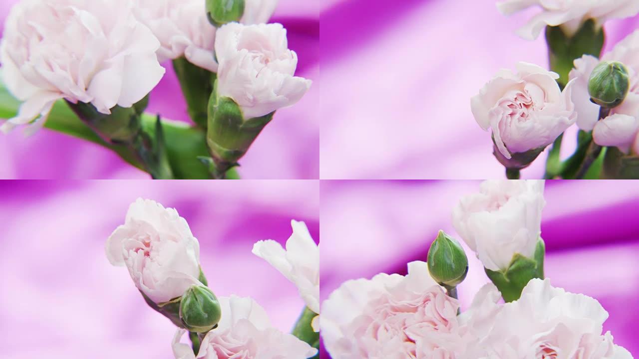 在深紫色背景上旋转的白色玫瑰