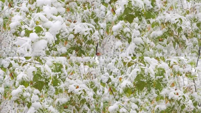 雪从公园积雪覆盖的树枝上缓慢落下