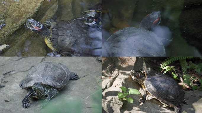 乌龟养殖、野生乌龟