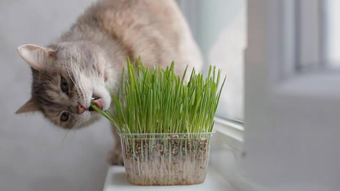 灰猫吃草