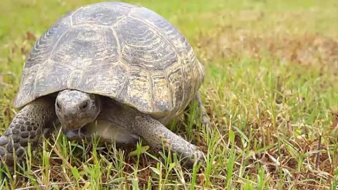 慢动作，乌龟在草地上行走