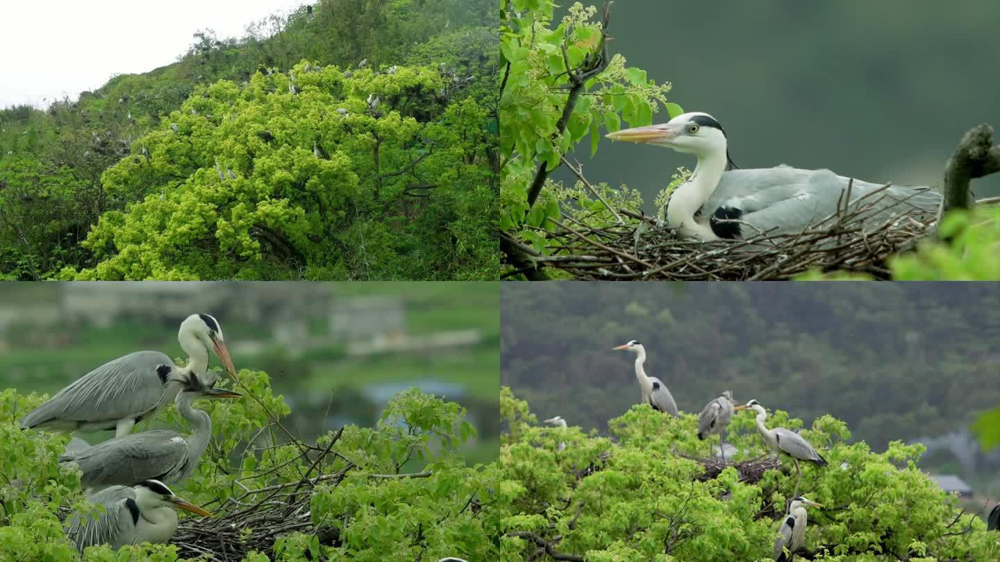 苍鹭 繁殖季