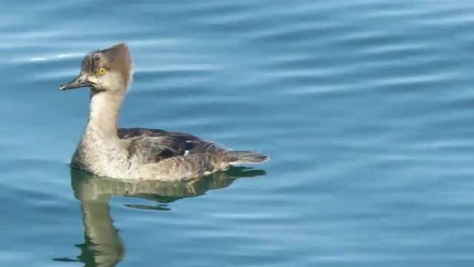 带帽秋沙鸭水上