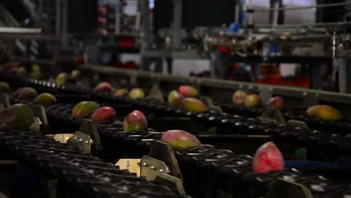 芒果水果工业包装链