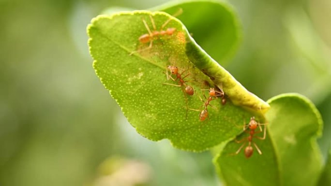 佛手柑树上的红蚂蚁 (青柠)
