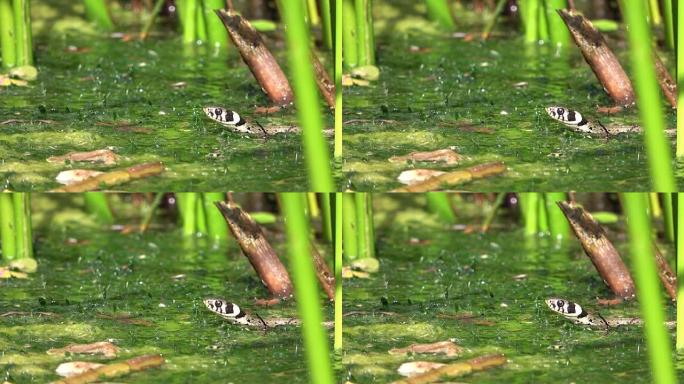 草蛇，natrix natrix，天然池塘中的Ringelnatter，环蛇，水蛇，