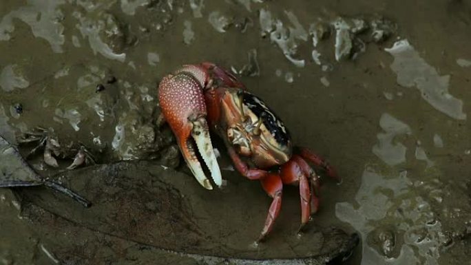 泥滩上的红蟹