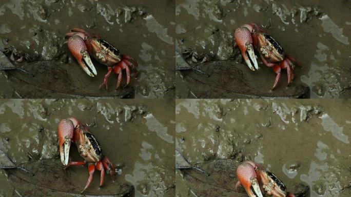 泥滩上的红蟹