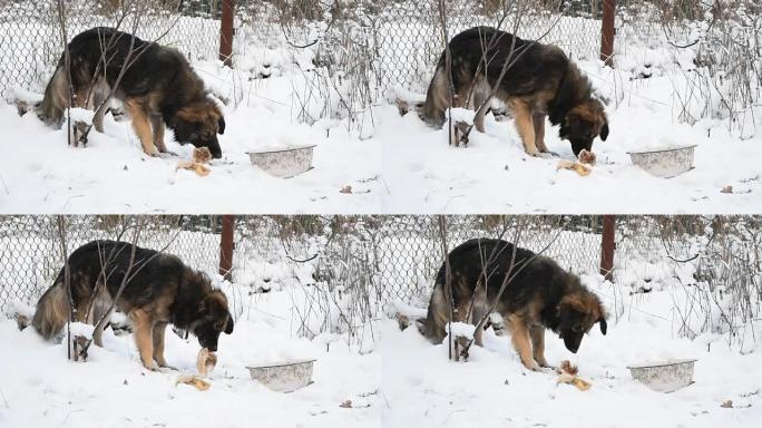 冬天狗在雪地上吃肉