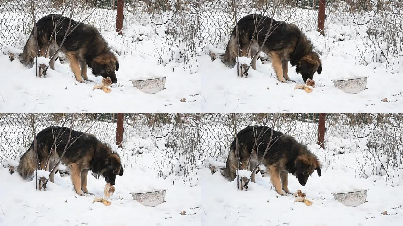 冬天狗在雪地上吃肉