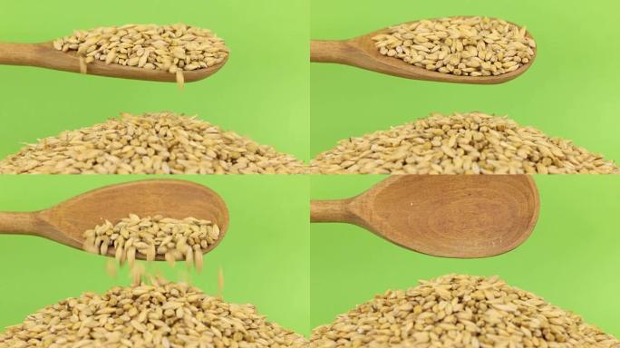木勺将大麦倒入绿色屏幕上的大麦堆中