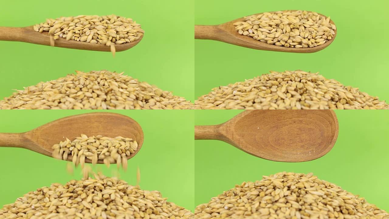 木勺将大麦倒入绿色屏幕上的大麦堆中
