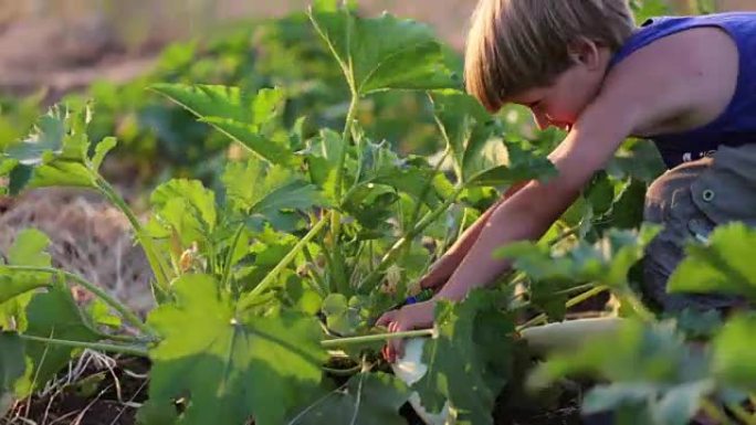 农夫的孩子在生态农场的田地帮助收获有机蔬菜骨髓。