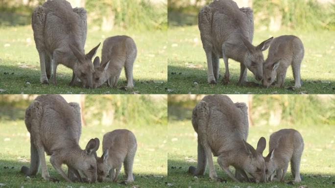 母亲和乔伊袋鼠袋鼠有袋动物澳大利亚