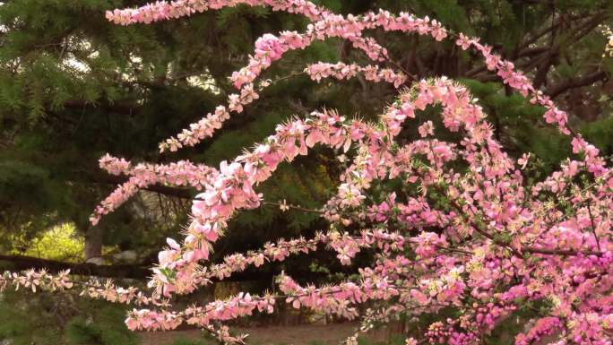 野樱桃花枝花朵