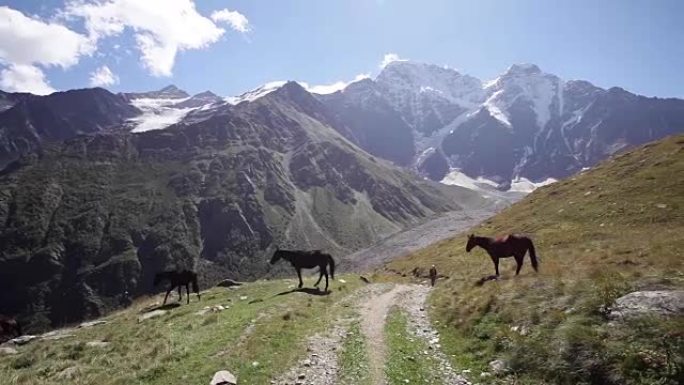 山地草地上的奔跑马