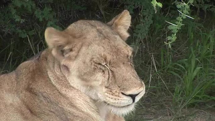 狮子野生危险哺乳动物非洲萨凡纳肯尼亚