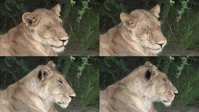 狮子野生危险哺乳动物非洲萨凡纳肯尼亚