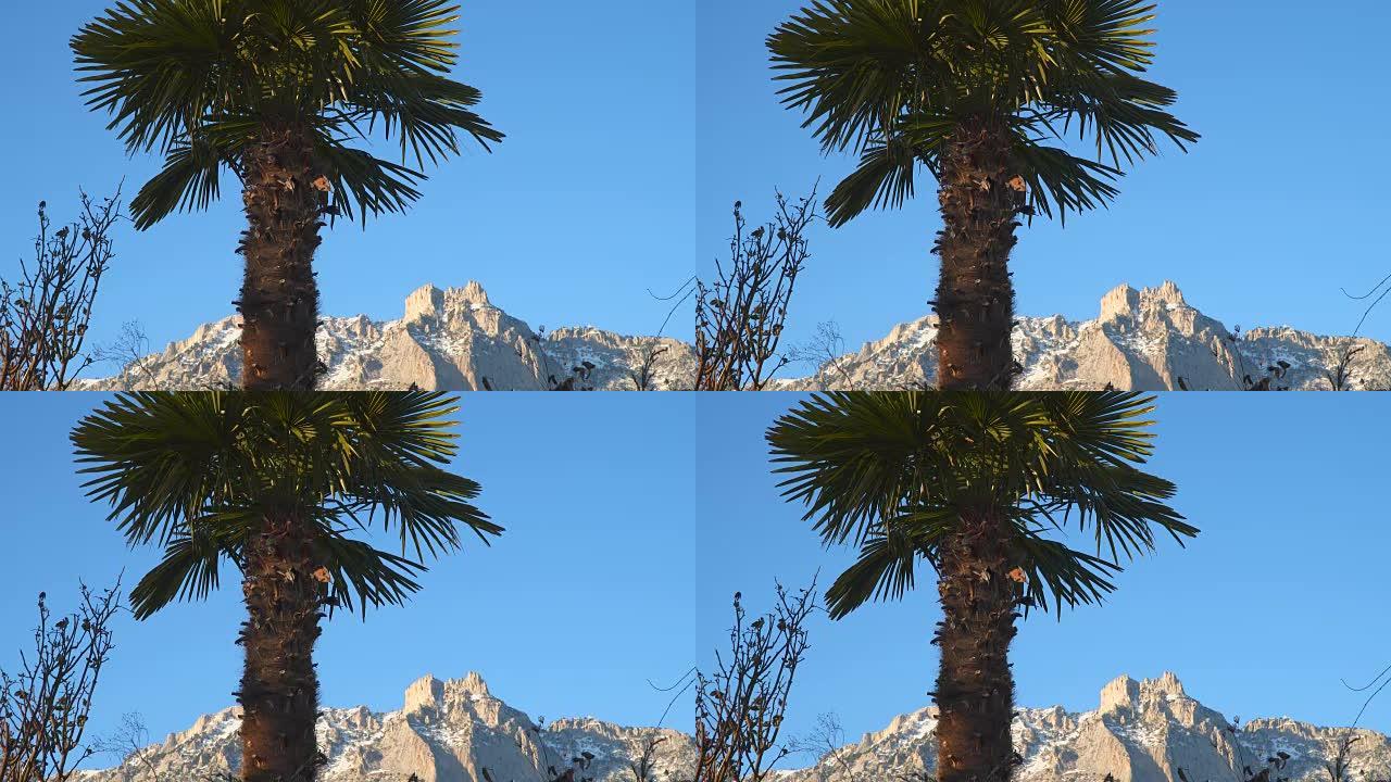 白雪皑皑的山脉背景上的棕榈树