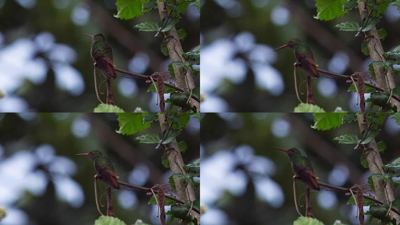 红斑尾蜂鸟