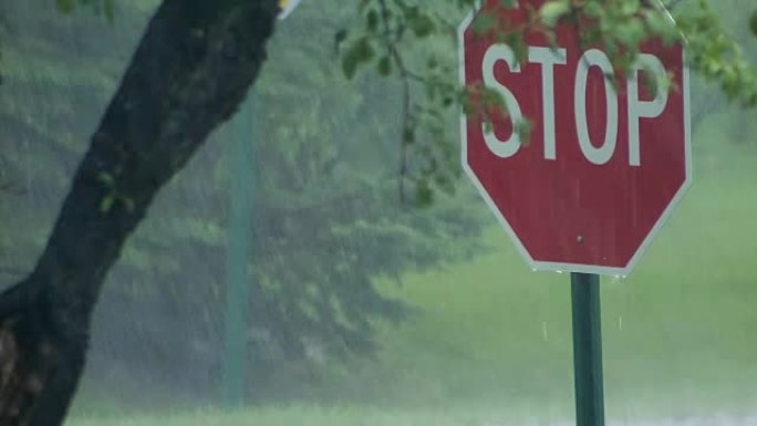 倾盆大雨中的停车标志和树木