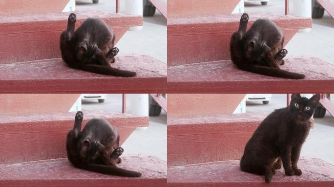 黑猫在红色楼梯上舔。野猫lif