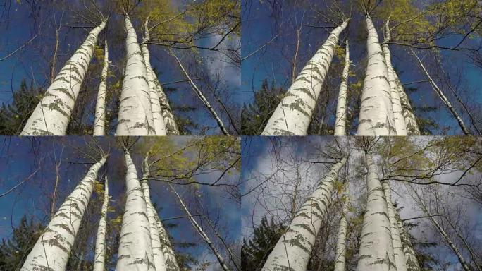 秋季10月时间白桦树树干和风，时间流逝