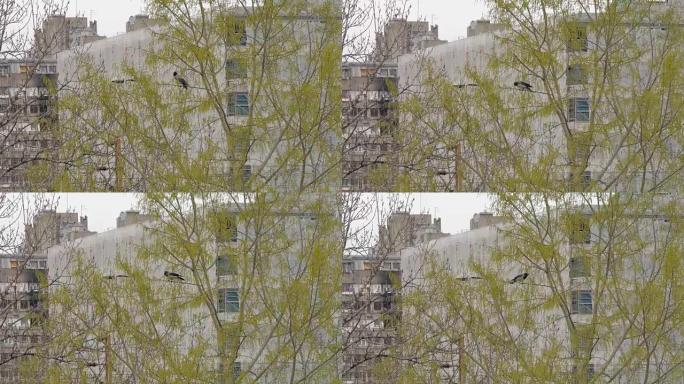 城市环境中树上的乌鸦。贝尔格莱德、塞尔维亚、欧洲