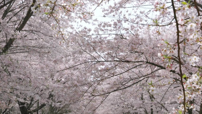 晴天 唯美 樱花雨 樱花树空镜