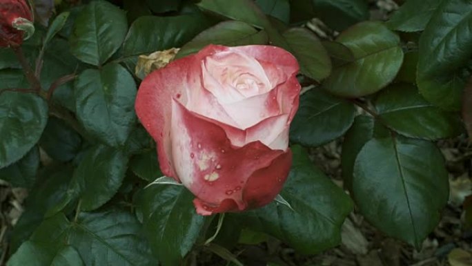色彩独特的怀旧玫瑰，美丽的高香味绽放着独特的奶油边缘樱桃红。