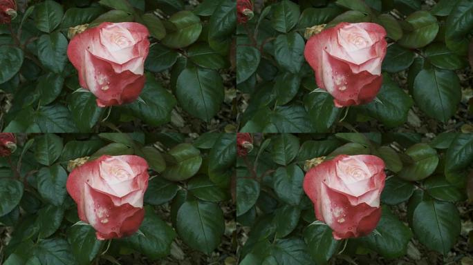 色彩独特的怀旧玫瑰，美丽的高香味绽放着独特的奶油边缘樱桃红。