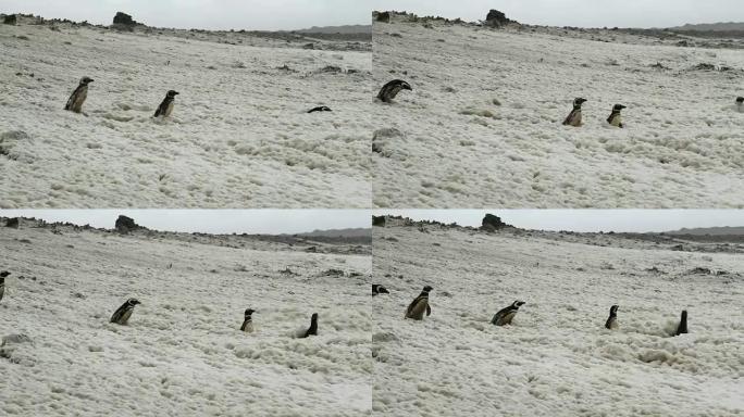 福克兰群岛: 企鹅在泡沫中行走