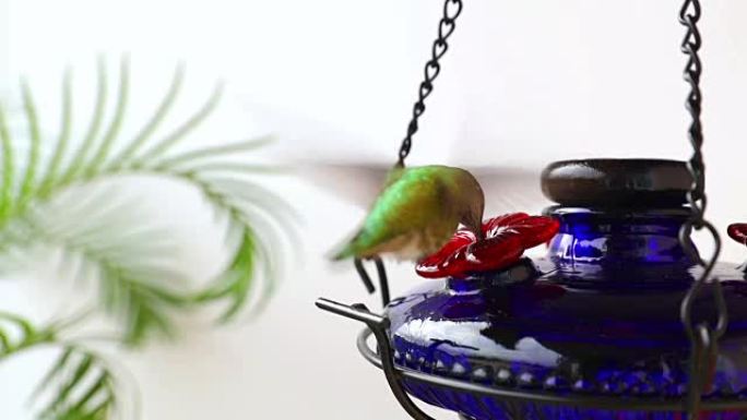安娜的蜂鸟从蓝色玻璃喂食器中觅食