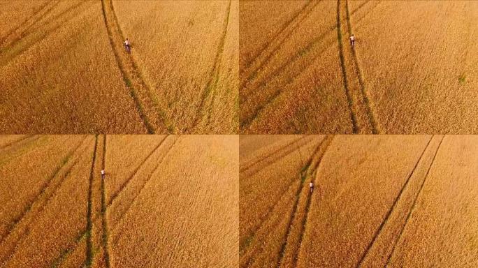 在成熟的麦田 (rye field) 骑自行车的人