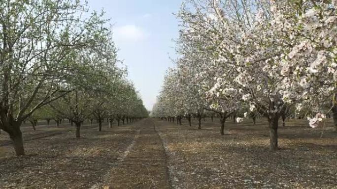 以色列杏仁农场春暖花开。