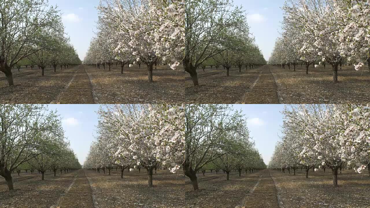 以色列杏仁农场春暖花开。