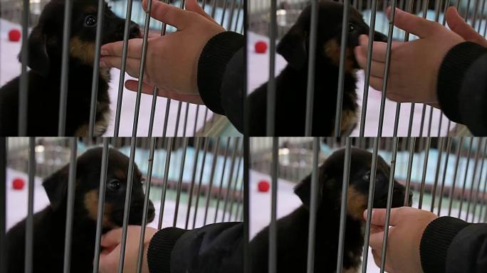 男孩在庇护所里与悲伤的小狗玩耍，给人希望被救出并被收养到新家。