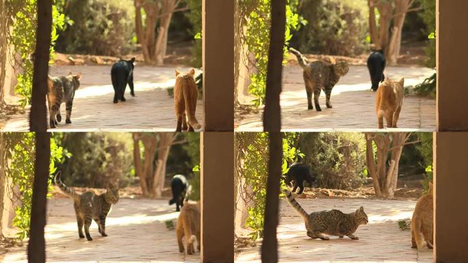 猫打架猫打架