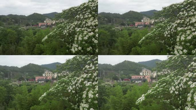 春日气息  梧桐花开