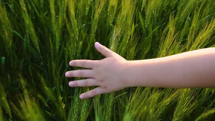 孩子的手在日落时抚摸着绿色的麦穗