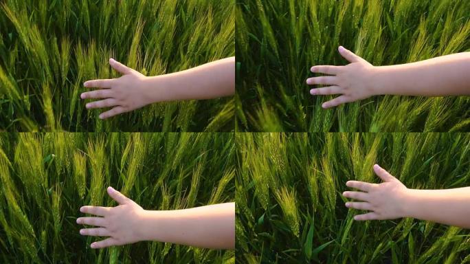 孩子的手在日落时抚摸着绿色的麦穗