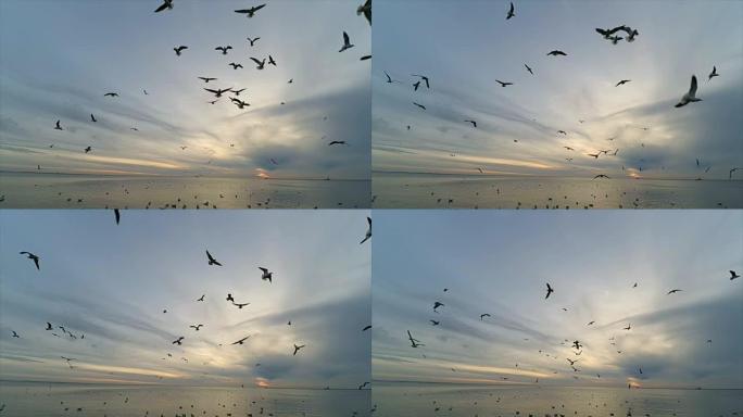 天空中的海鸥。慢动作。