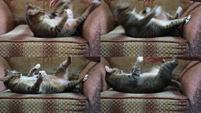 手搓猫脖子或在沙发上玩耍