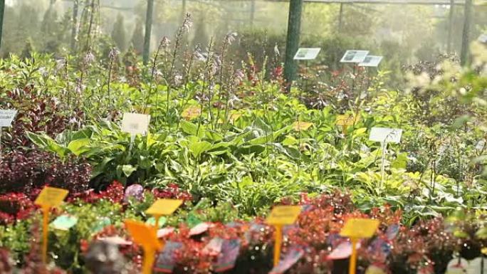 种植植物全景，总体规划，花园中心，浇灌植物，种植幼苗