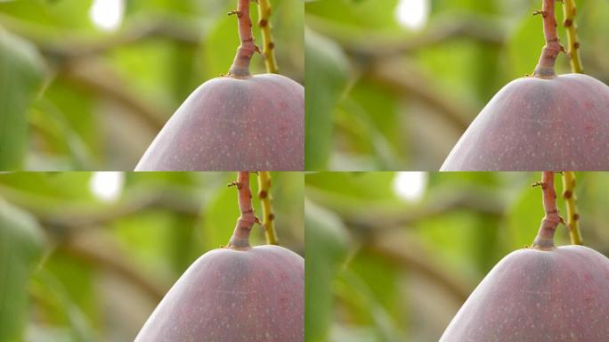 芒果热带水果挂在树枝上的细节
