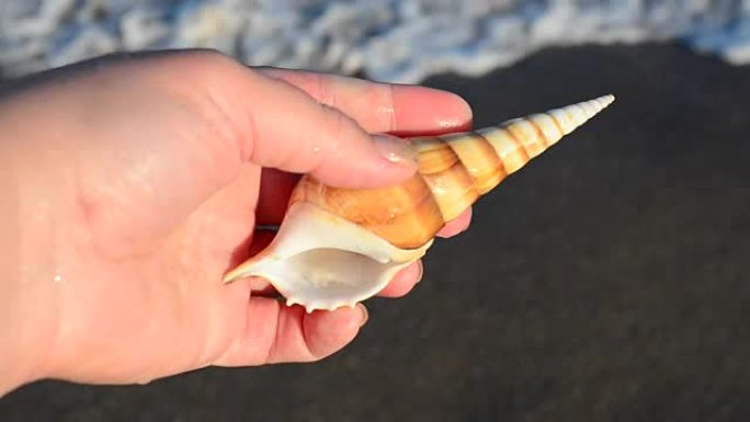 一只手中的海鸡壳。海滩。
