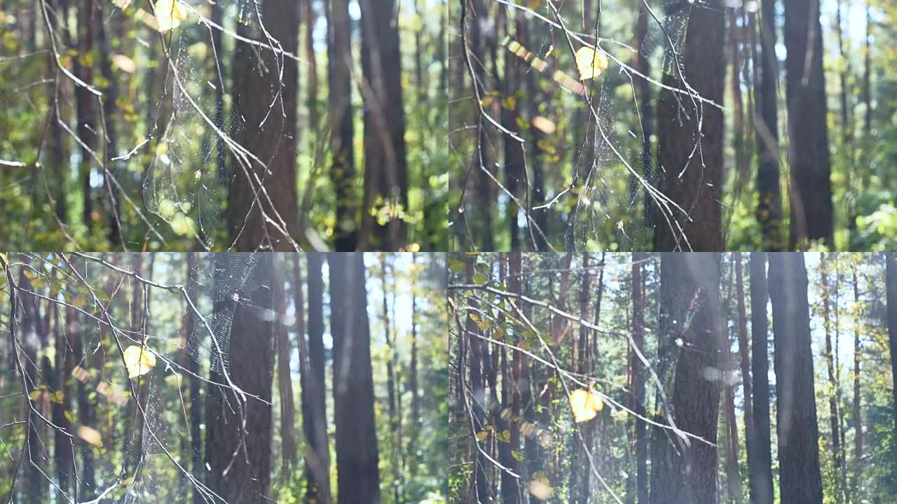 树上的蜘蛛网